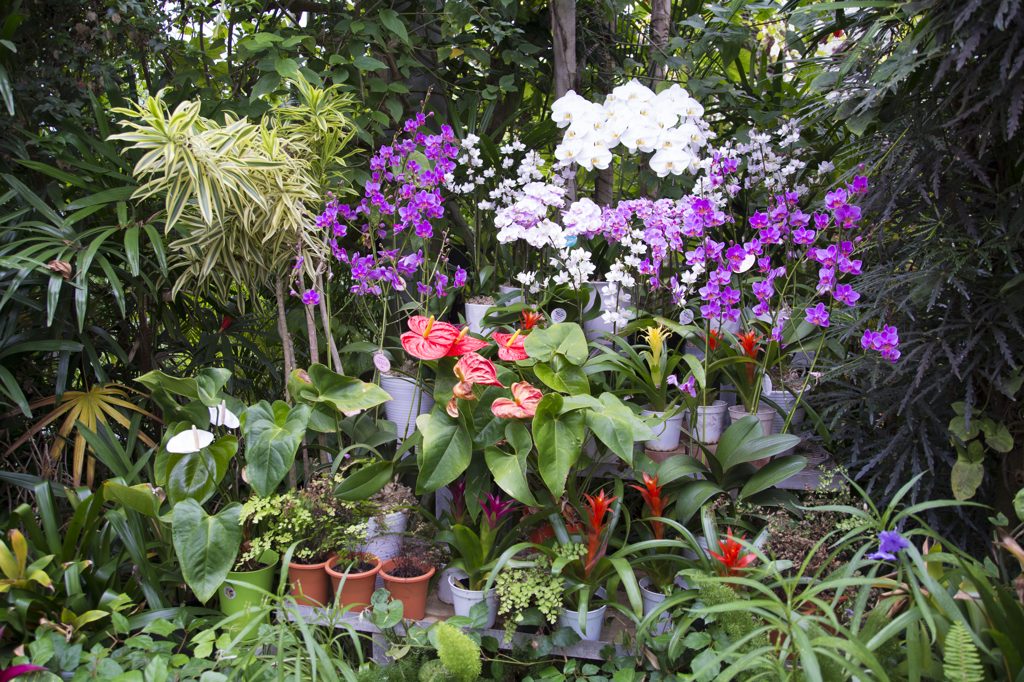 箱根強羅公園　熱帯植物