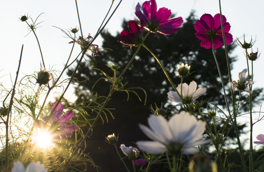 芦花公園　夕日