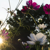 芦花公園　夕日