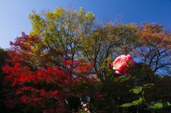 旧古河庭園　秋薔薇と紅葉