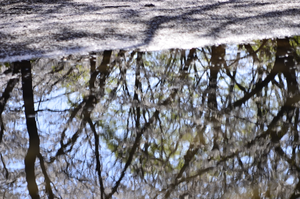 ２０１４．４．４　代々木公園