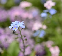 春の花