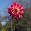 神代植物公園　ダリア