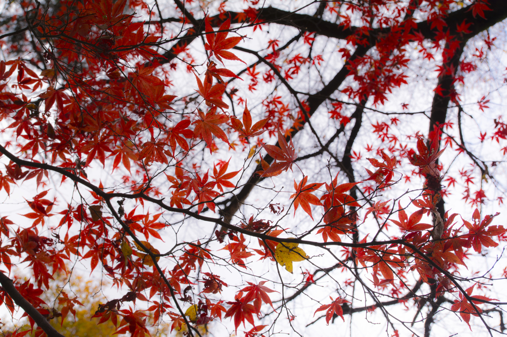 長沼公園　紅葉