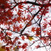 長沼公園　紅葉