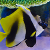 熱帯魚