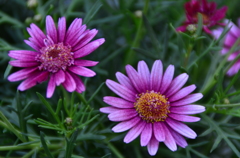 春の花