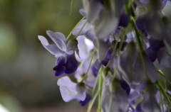 藤の花