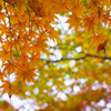 長沼公園　紅葉