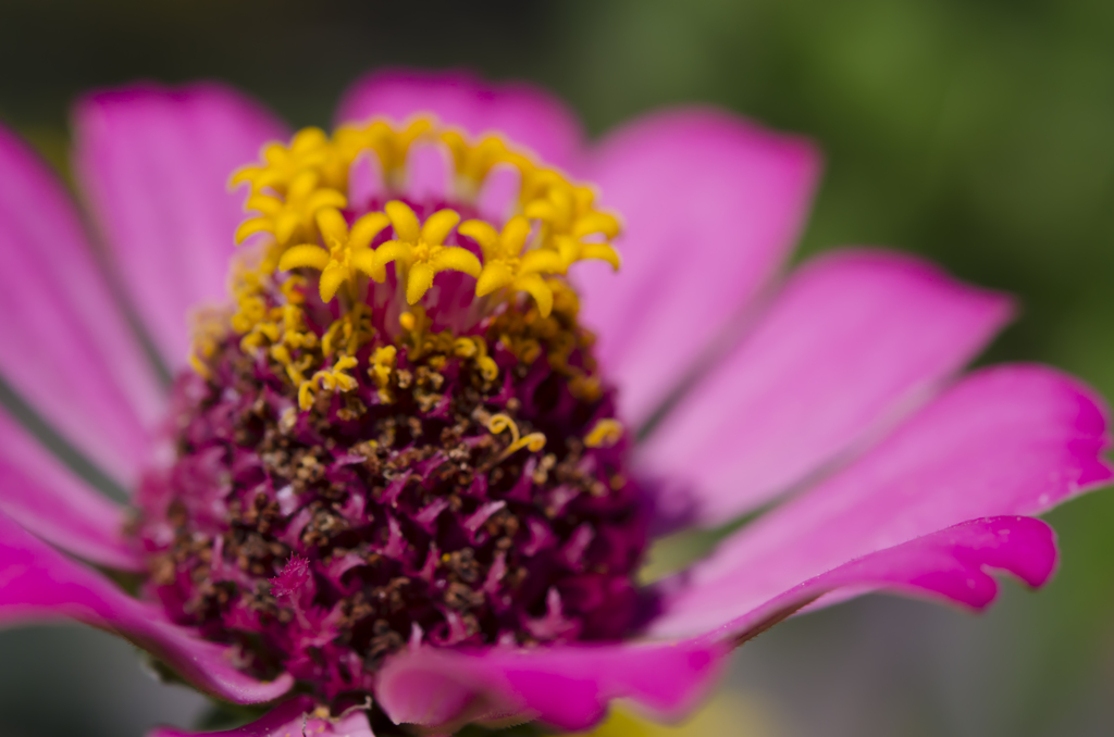 夏の花
