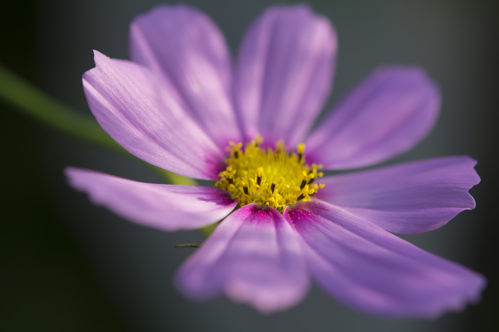 芦花公園　コスモス