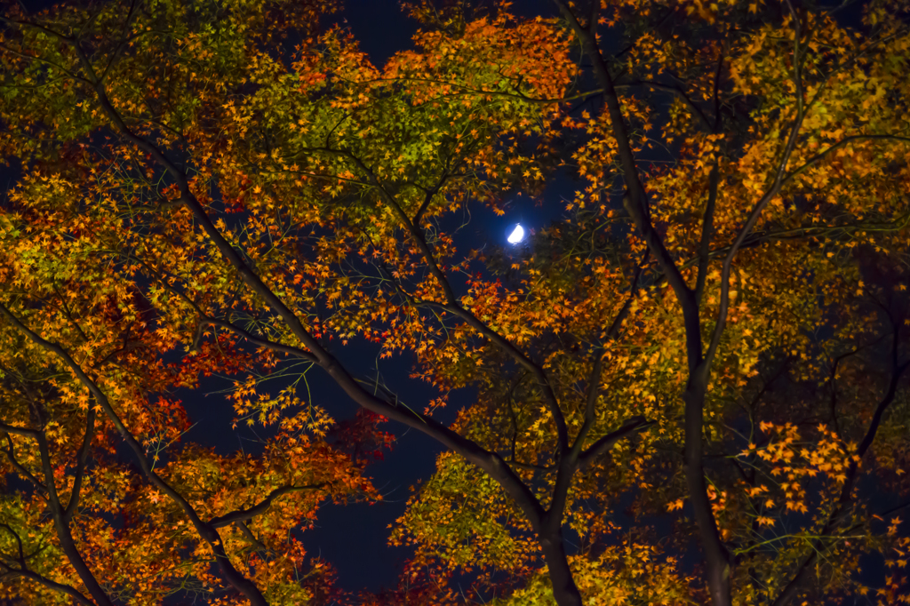 六義園　紅葉ライトアップ