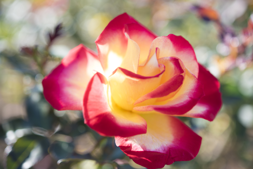 神代植物公園　秋薔薇