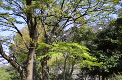 日比谷公園２０１４・４・１１