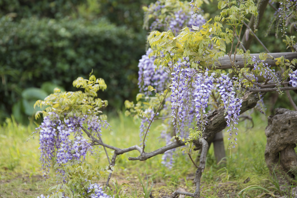 日比谷公園　藤の花