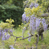 日比谷公園　藤の花