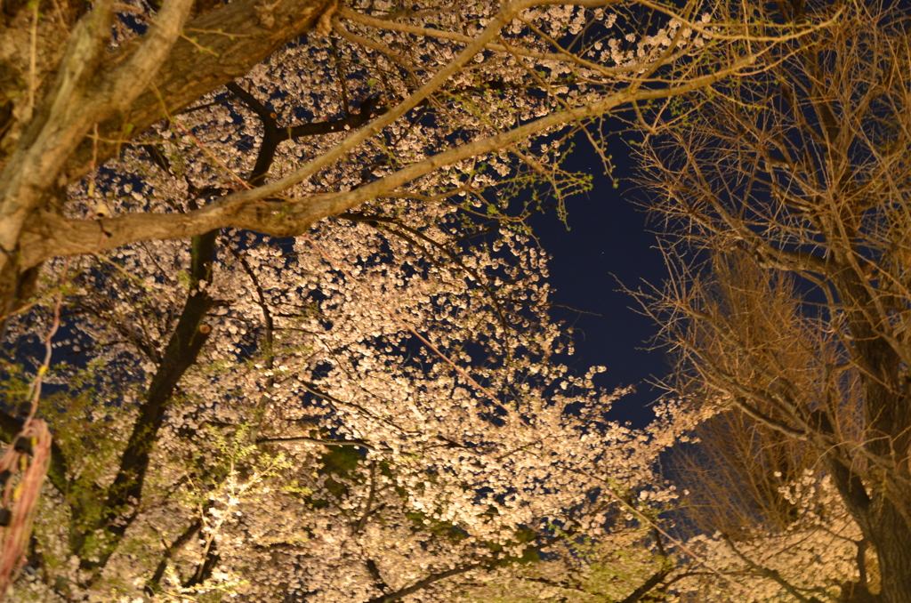 靖国神社　夜桜