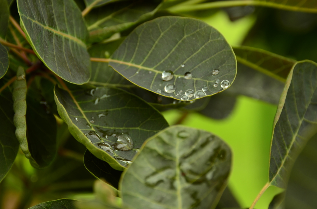 雨粒を蓄えて