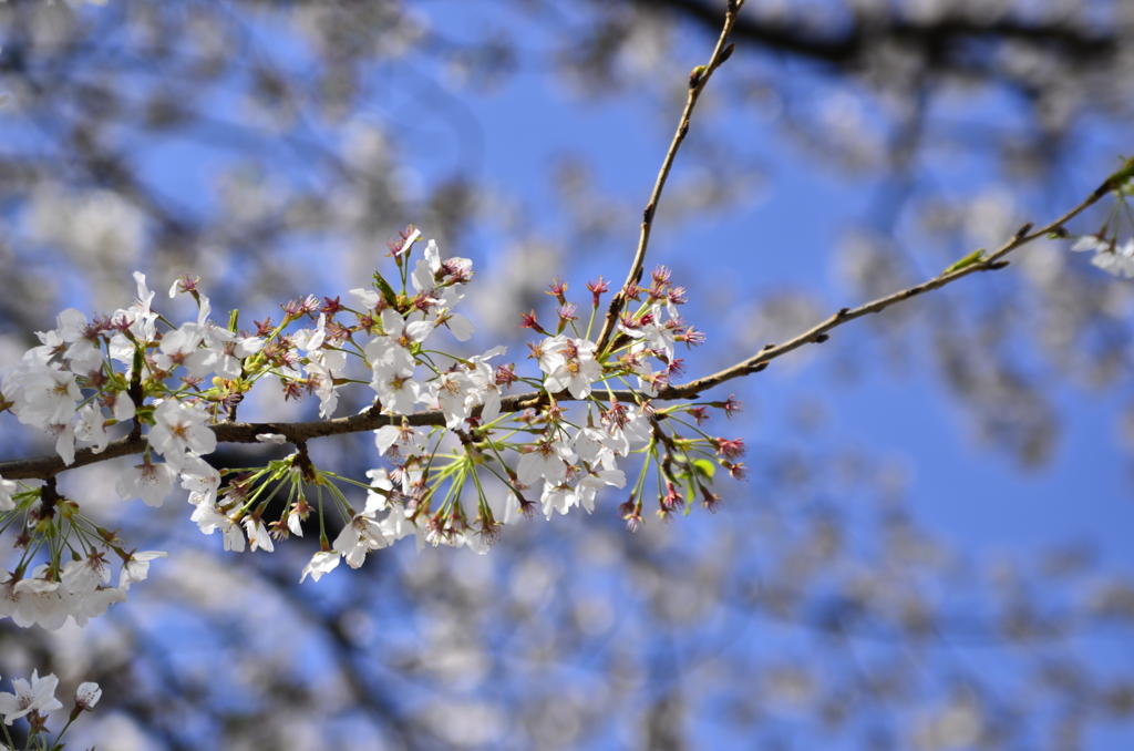 ２０１４．４．４　代々木公園