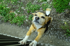 うーと唸りながら伸びをする犬