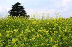 菜の花畑