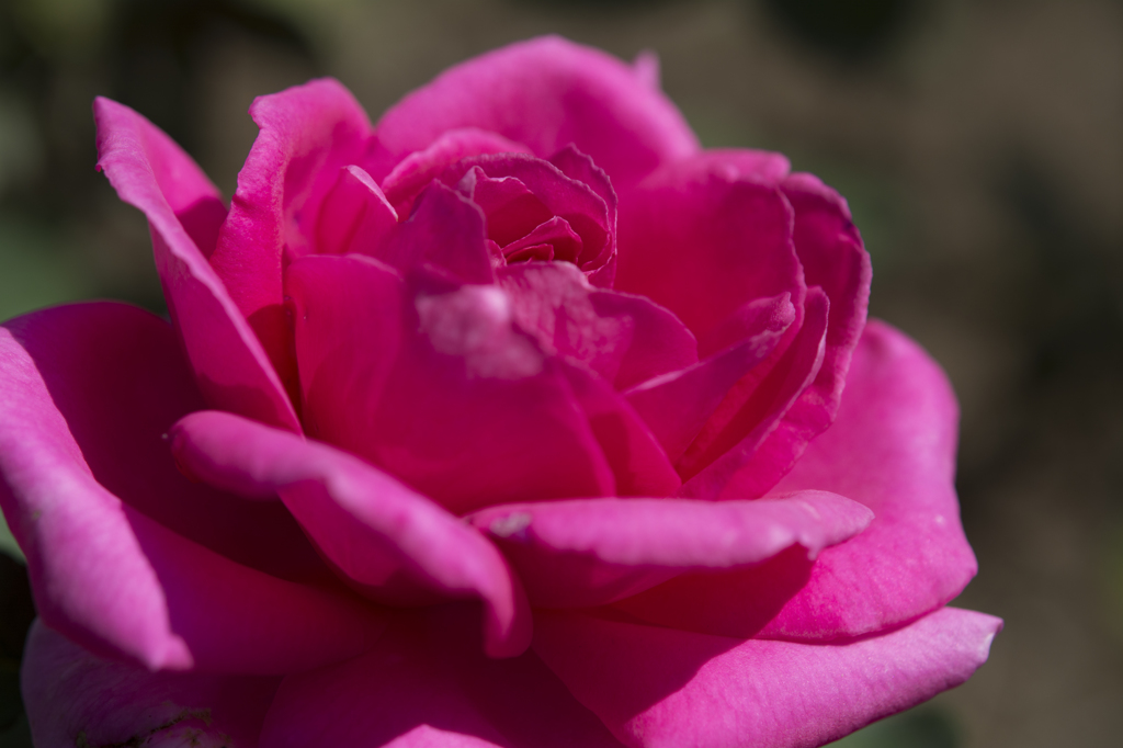 神代植物公園　薔薇