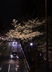 靖国神社　夜桜