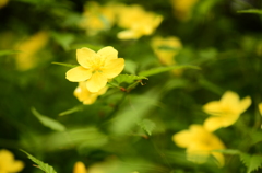 春の花