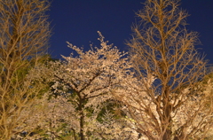 靖国神社　夜桜