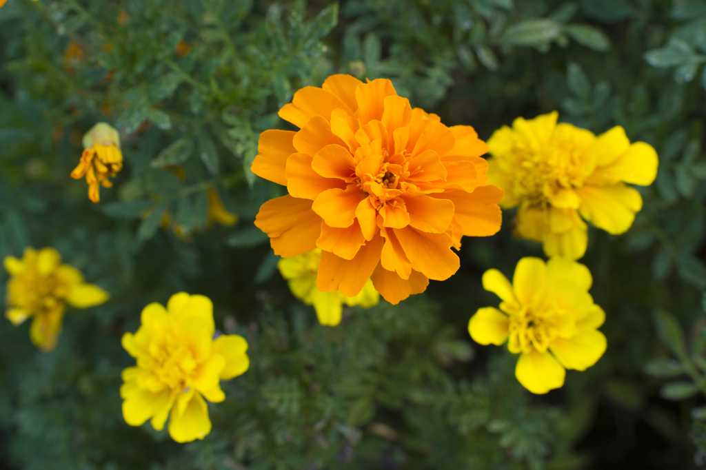 芦花公園　マリーゴールド