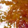 長沼公園　紅葉