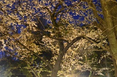 靖国神社　夜桜