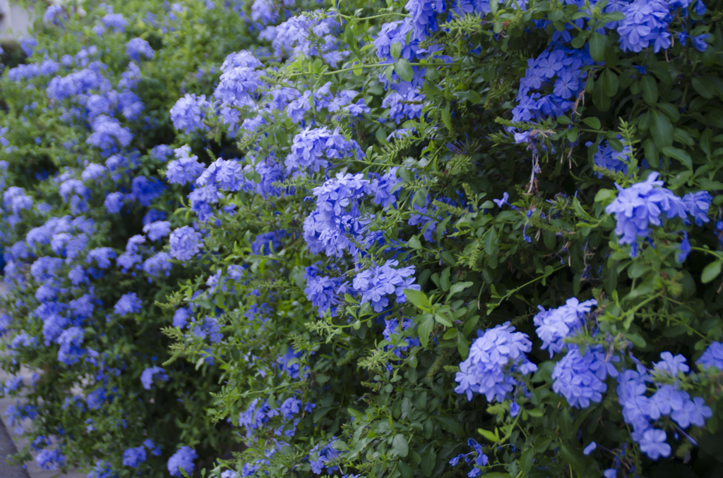 夏の花満開