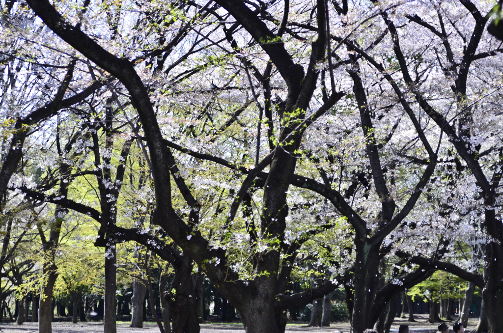 ２０１４．４．４　代々木公園