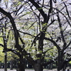 ２０１４．４．４　代々木公園