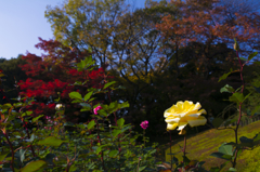 旧古河庭園　秋薔薇と紅葉