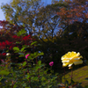 旧古河庭園　秋薔薇と紅葉