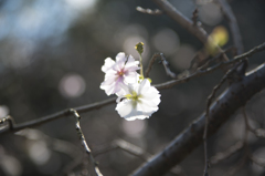 新宿御苑 十月桜