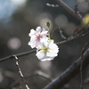 新宿御苑 十月桜