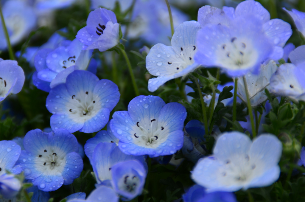 花と雨粒