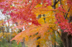 長沼公園　紅葉