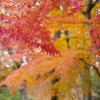 長沼公園　紅葉