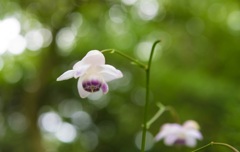 箱根仙石原湿生花園　レンゲショウマ