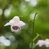 箱根仙石原湿生花園　レンゲショウマ