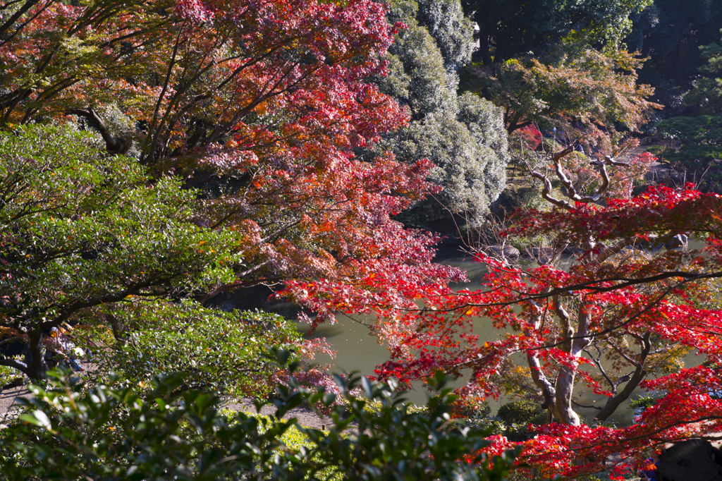 旧古河庭園　紅葉