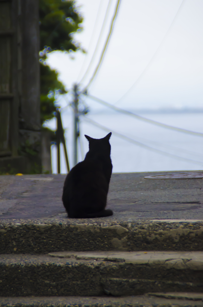 海を見続ける猫