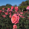 神代植物公園　秋薔薇