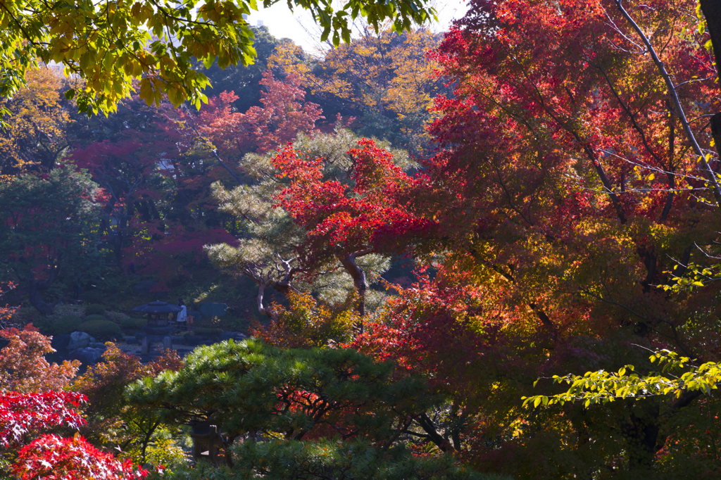 旧古河庭園　紅葉