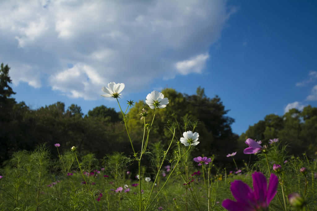 芦花公園　コスモス