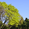 ２０１４．４．４　代々木公園